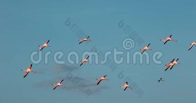 <strong>小火烈鸟</strong>，<strong>小</strong>型短翅目，飞行群，肯尼亚博戈里亚湖的殖民地，